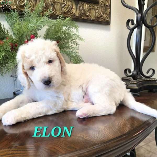 Elon, Saint Berdoodle Puppy